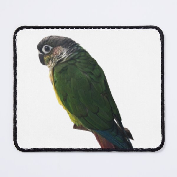 Item preview, Green Cheek Conure design | Conure | Small Parrot | Parakeet | Parrot lover designed and sold by TatianaLG.
