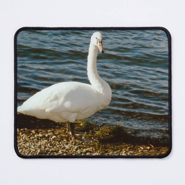 Item preview, Swan song designed and sold by tomg.