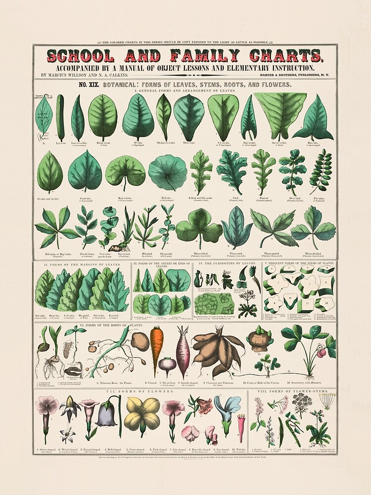 "Vintage Botanical Leaves Chart " Poster for Sale by est1881 Redbubble