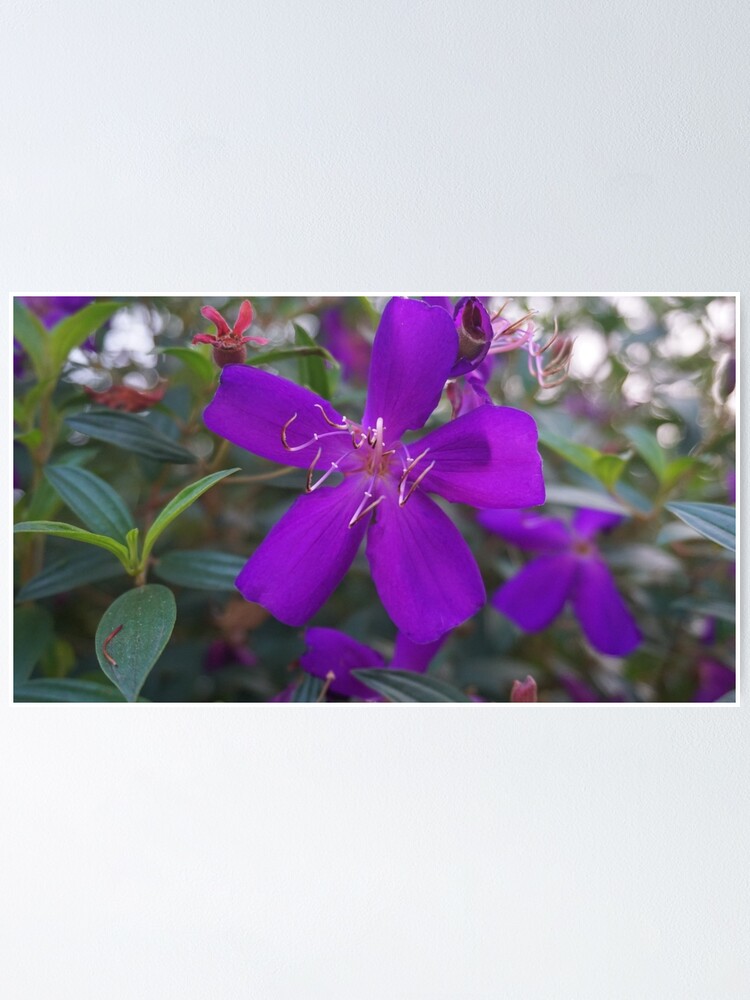 Póster «Flor morada oscura con aguijón» de vivekananda345 | Redbubble