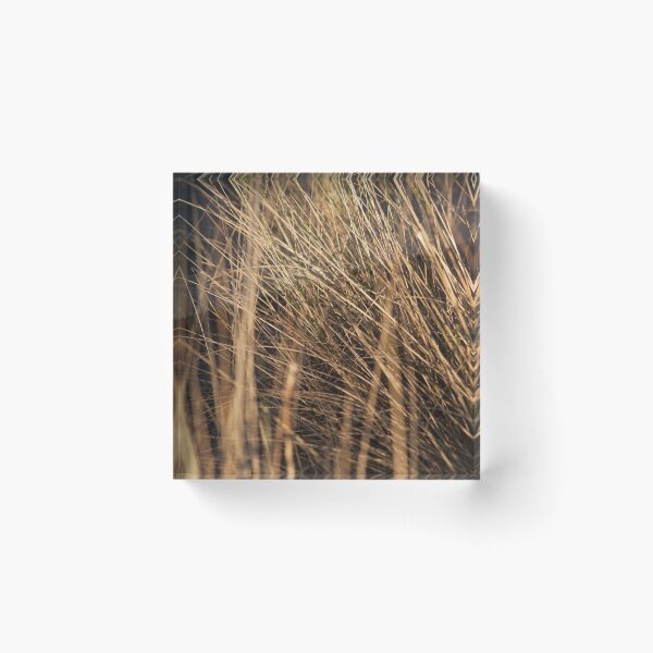 Item preview, marram grass, st cyrus designed and sold by codaimages.
