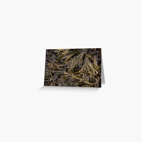 seaweed Greeting Card