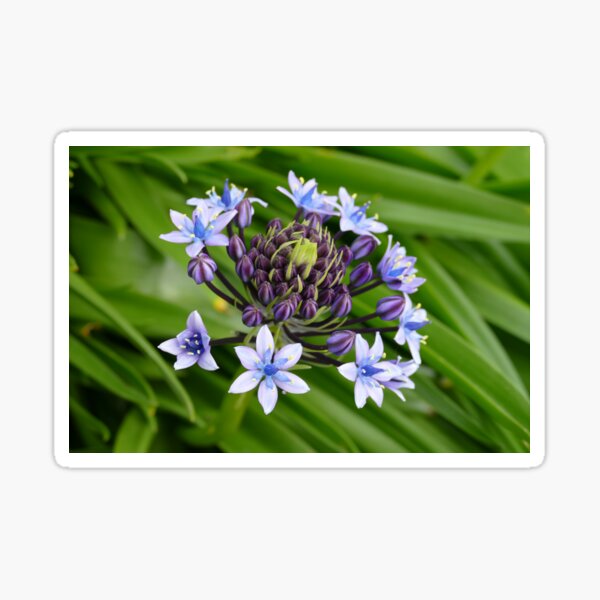Blue Flowers Purple Buds St Michael's Mount Garden (April 2022) Sticker