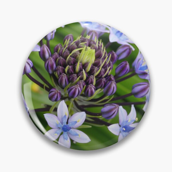 Item preview, Blue Flowers Purple Buds St Michael's Mount Garden (April 2022) designed and sold by NebularNerd.