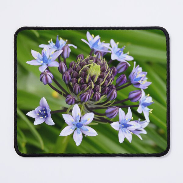 Item preview, Blue Flowers Purple Buds St Michael's Mount Garden (April 2022) designed and sold by NebularNerd.