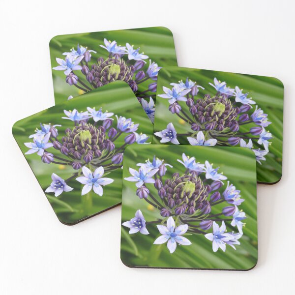 Item preview, Blue Flowers Purple Buds St Michael's Mount Garden (April 2022) designed and sold by NebularNerd.