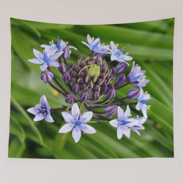 Item preview, Blue Flowers Purple Buds St Michael's Mount Garden (April 2022) designed and sold by NebularNerd.