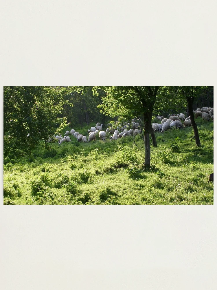 Thumbnail 1 of 3, Photographic Print, Spring time designed and sold by Ana Belaj.