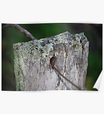 fence Poster