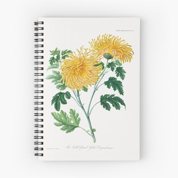 Item preview, Vintage Quill Flamed Yellow Chrysanthemum Illustration designed and sold by est1881.