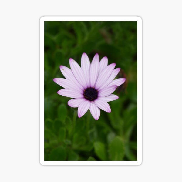 Blue Flower St Michael's Mount Garden (April 2022) Sticker