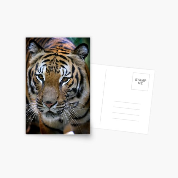 Phet Postcard