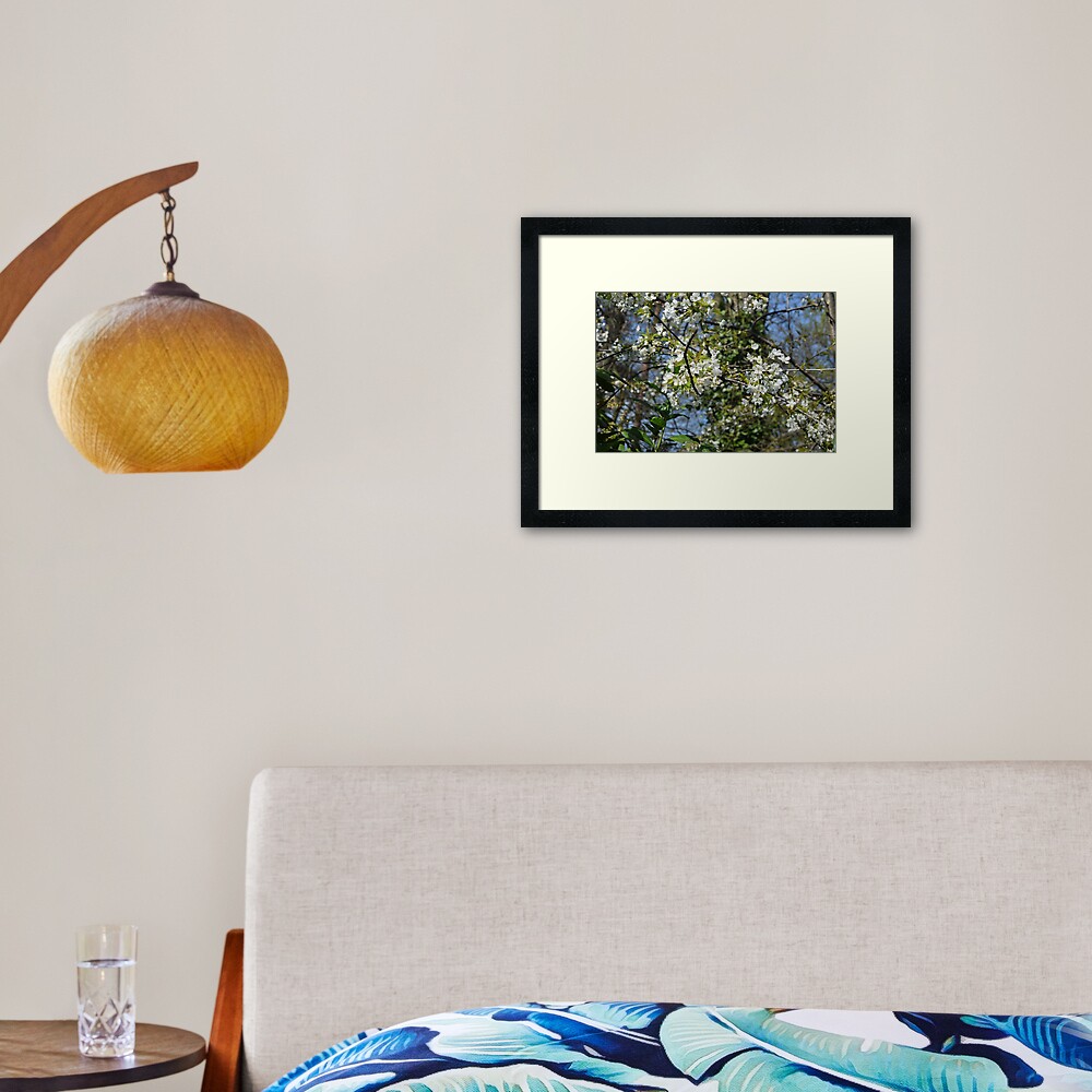 White Cherry Blossom Framed Art Print