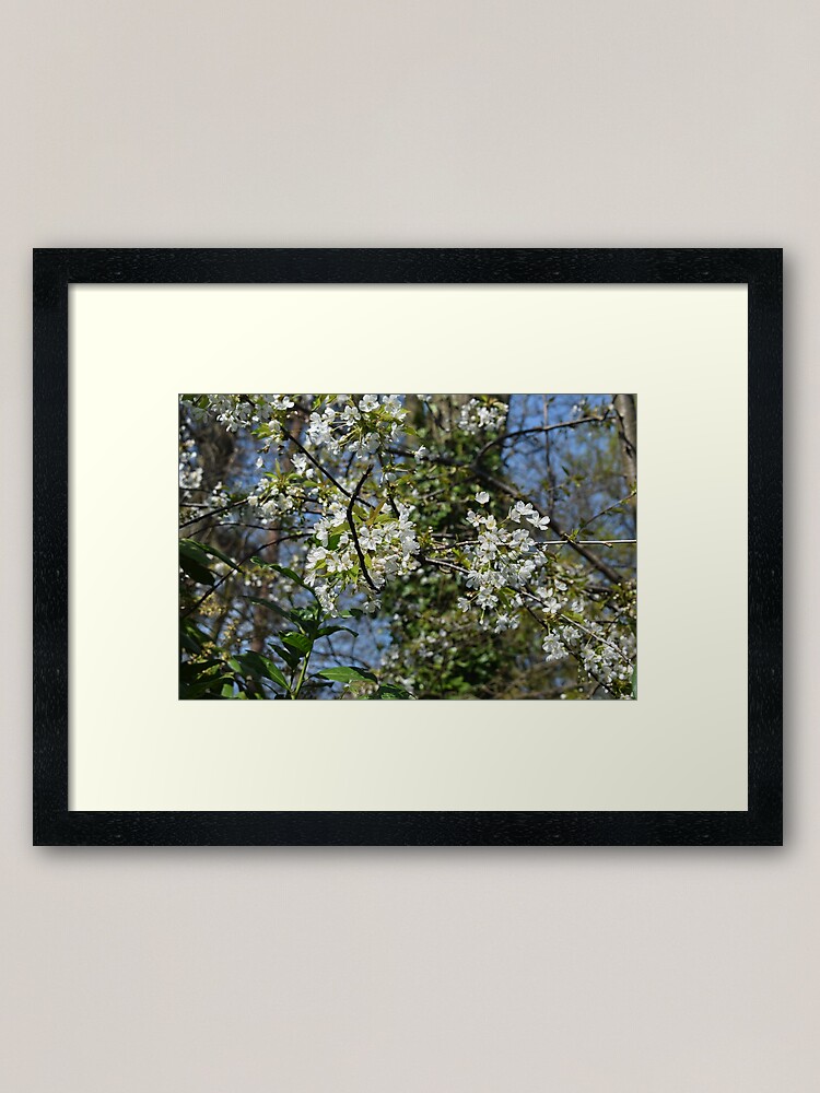 Alternate view of White Cherry Blossom Framed Art Print