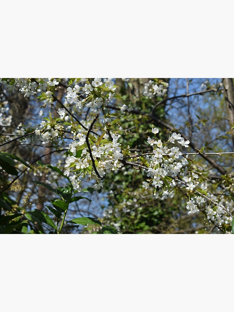 White Cherry Blossom by krgreen