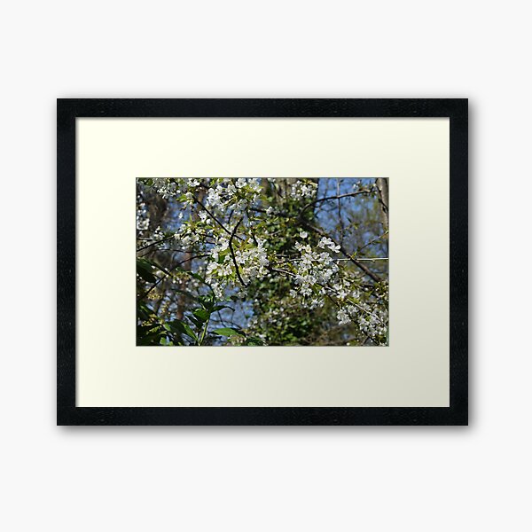 White Cherry Blossom Framed Art Print