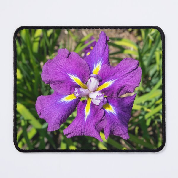 Item preview, Flamboyant Garden Gem - A Jewel Toned Japanese Iris in Bloom designed and sold by Georgia Mizuleva.
