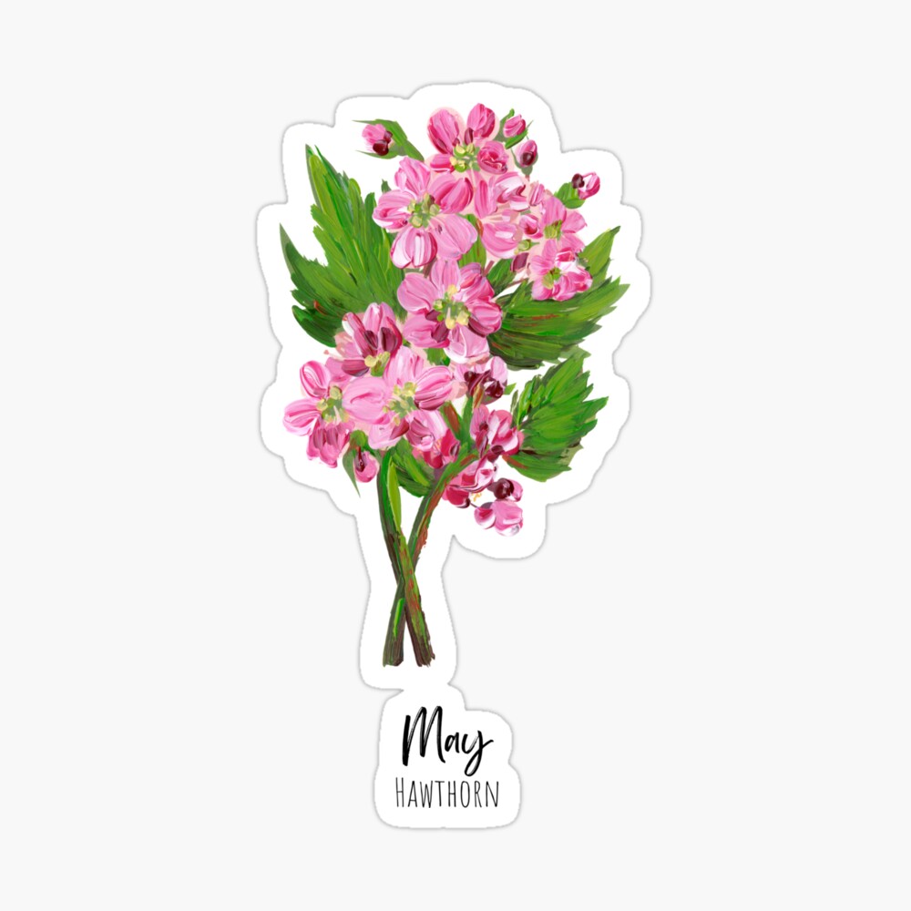 judtattoos  Hawthorn Crataegus Monogyna Birth flower of May Size  Minimum 12cm down Symbolises Hope Healing Hawthorns are small very  hardy and resistant trees that grow in the sun or semishade and