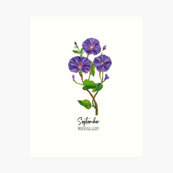 September Birth Flowers Aster and Morning Glory  Symbol Sage