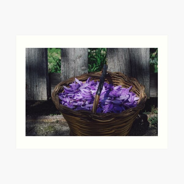 Zafferano Art Print