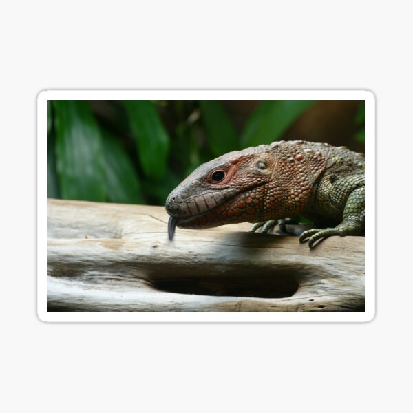Silly Iguana sticking its tongue out (Chester Zoo 2021) Sticker