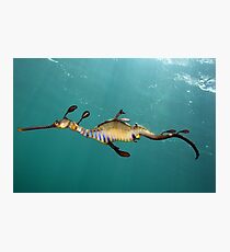 Another Day Another Dragon Photographic Print