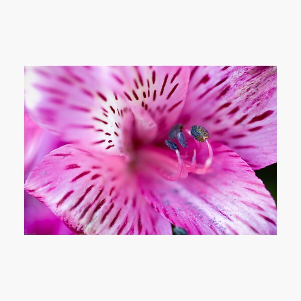Item preview, Joy designed and sold by Charles Dobbs Photography.