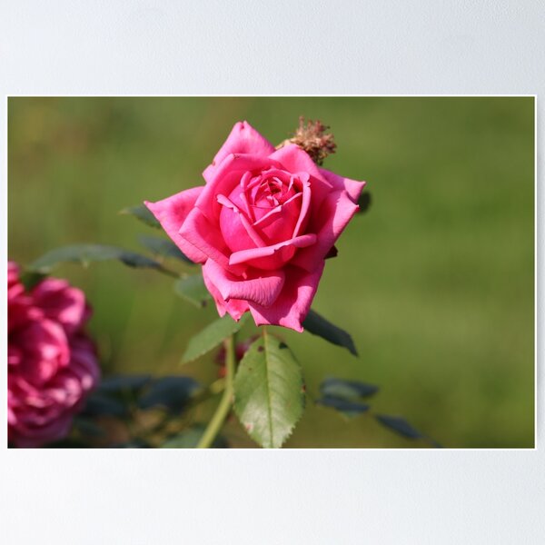 Item preview, Solo Pink Rose  designed and sold by mymysterycloset.