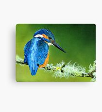 Kingfisher Canvas Print