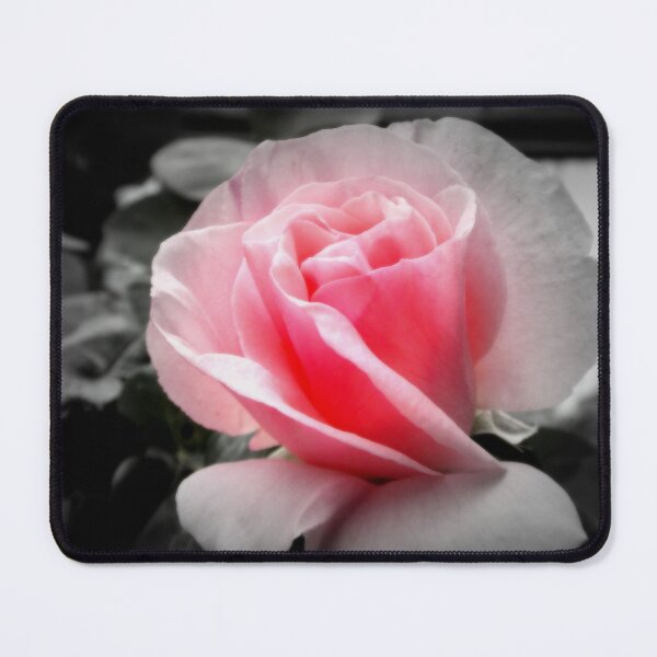 Item preview, Light Pink Rose Bud Flower Close-up Photography by BranaghBel, RedBubble Staff Don't Steal My Photography,! designed and sold by branaghbel.