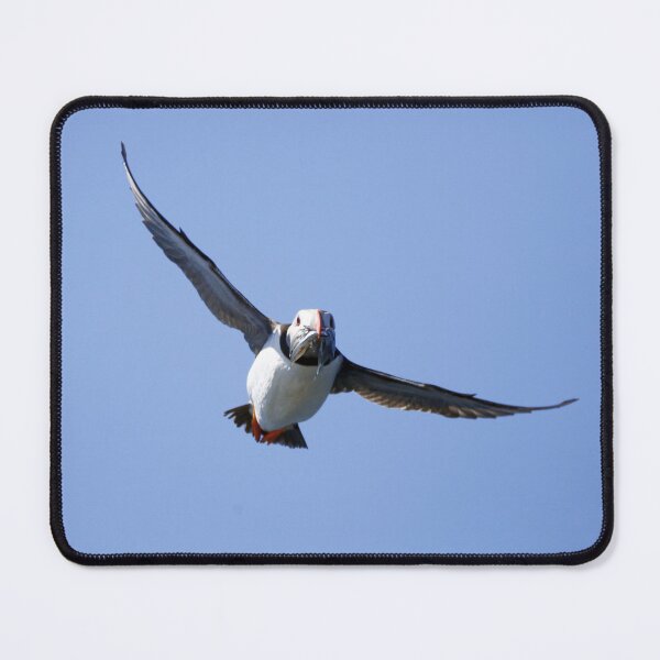 Item preview, Puffin flies back with a beak full of sand eels designed and sold by MartinPhotos.