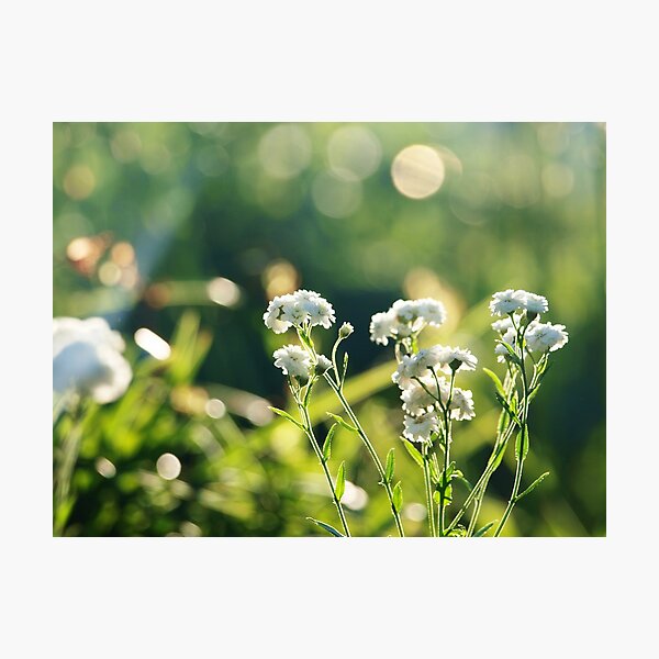 Summer Light Photographic Print