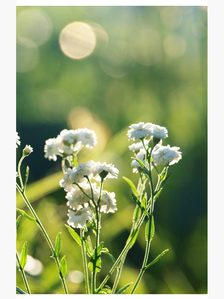 Summer Light by annemaris