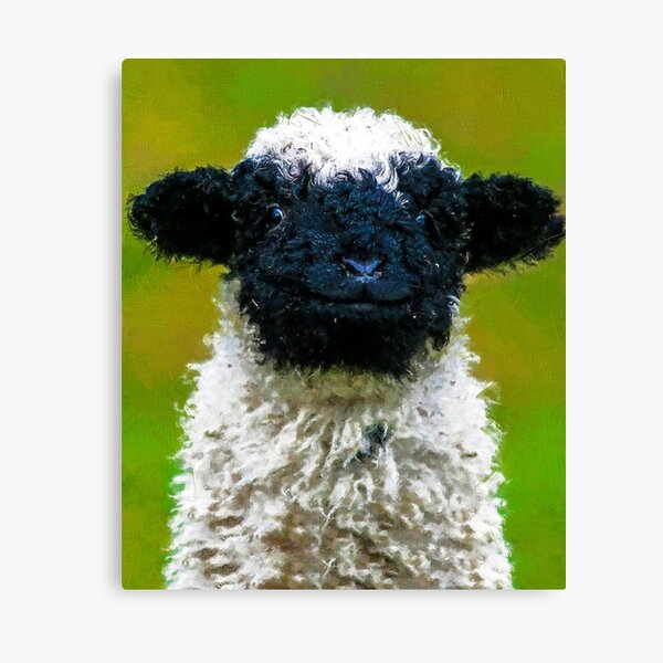 Schweizer Walliser Schwarznasenschaf, schwarzgesichtiges Schaf, süßes Baby-Bauernhoftier, Walliser Schwarznasenschaf, süßes flauschiges Schaf Leinwanddruck