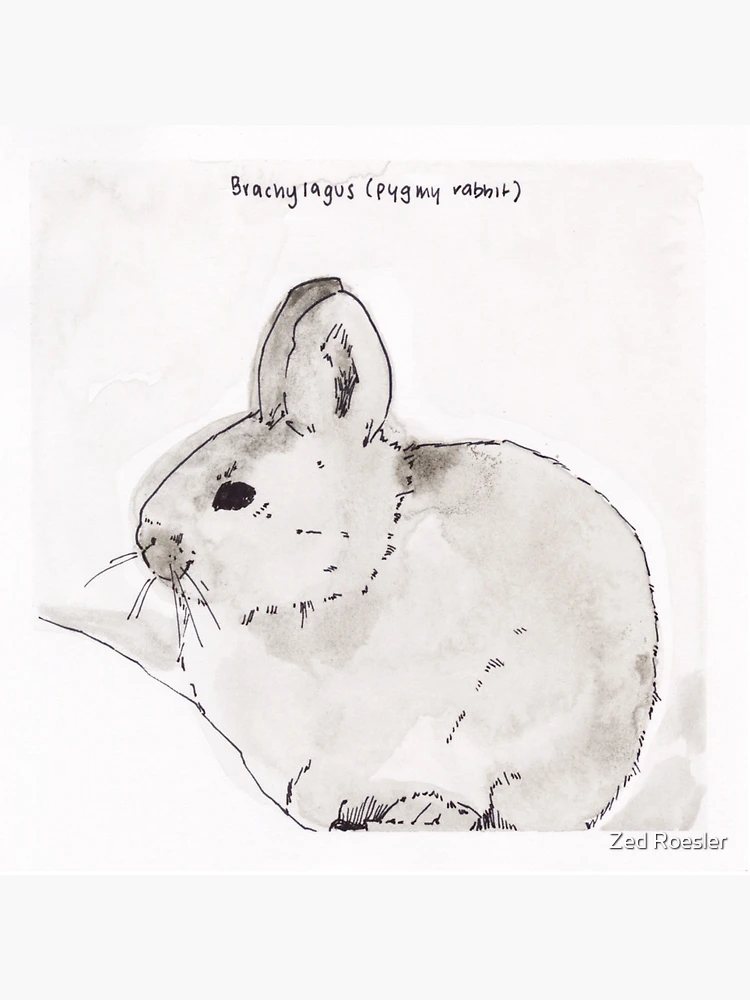 Thumbnail 3 of 3, Pin, Pygmy Rabbit (Brachylagus) designed and sold by Z Roesler.