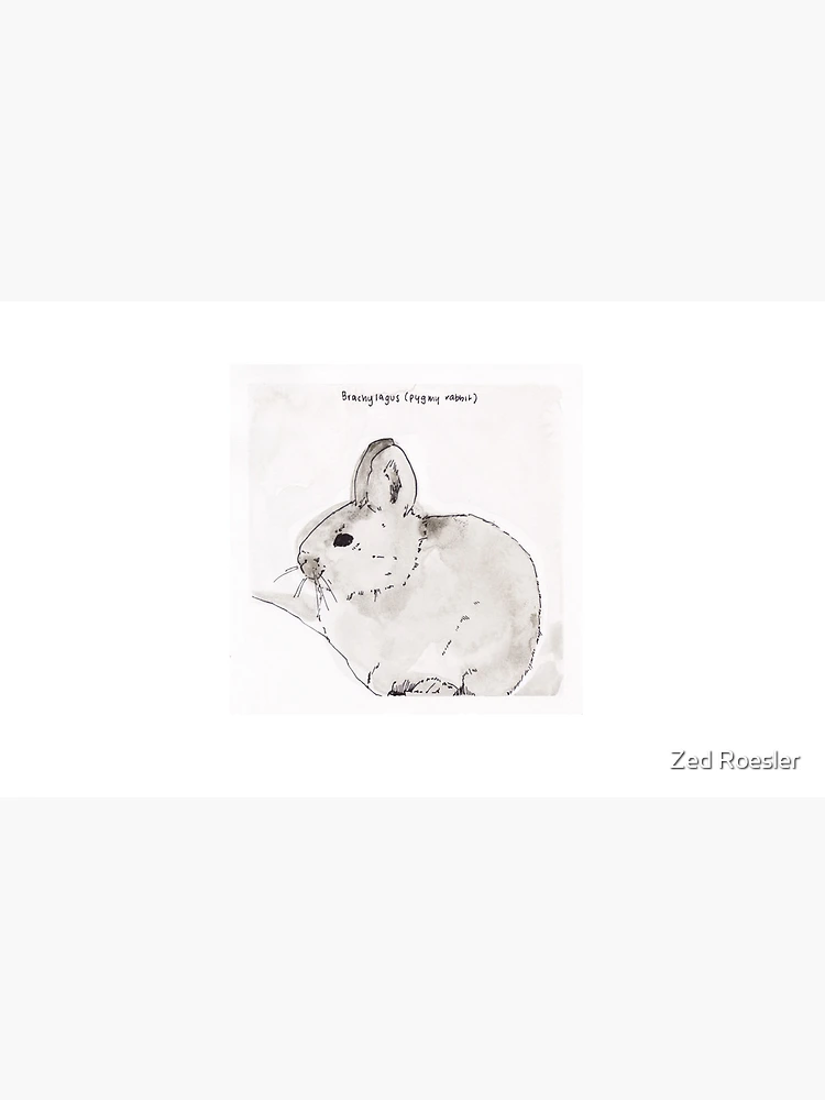 Thumbnail 4 of 4, Coffee Mug, Pygmy Rabbit (Brachylagus) designed and sold by Z Roesler.