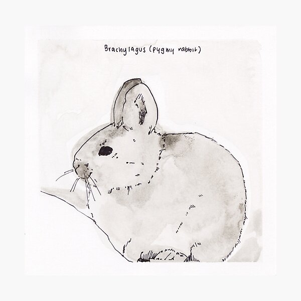 Item preview, Pygmy Rabbit (Brachylagus) designed and sold by Z Roesler.