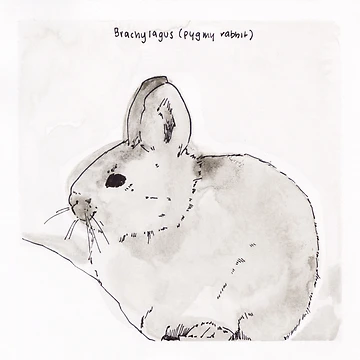 Artwork thumbnail, Pygmy Rabbit (Brachylagus) by Z Roesler