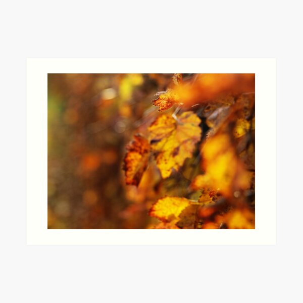 Autumn Leaves Art Print