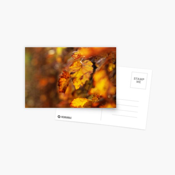 Autumn Leaves Postcard