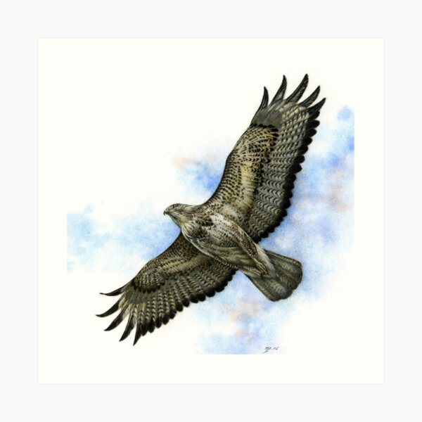 Buzzard Art Print