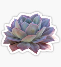 Get Tumblr Dibujos Plantas Png Pictures