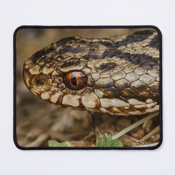Item preview, Adder head designed and sold by Dalyndigital Photography.