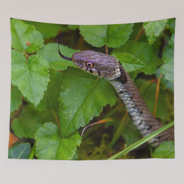 Item preview, Grass Snake tasting the air designed and sold by Dalyndigital Photography.