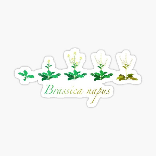 Item preview, Brassica napus - Canola plant development  designed and sold by thevexedmuddler.
