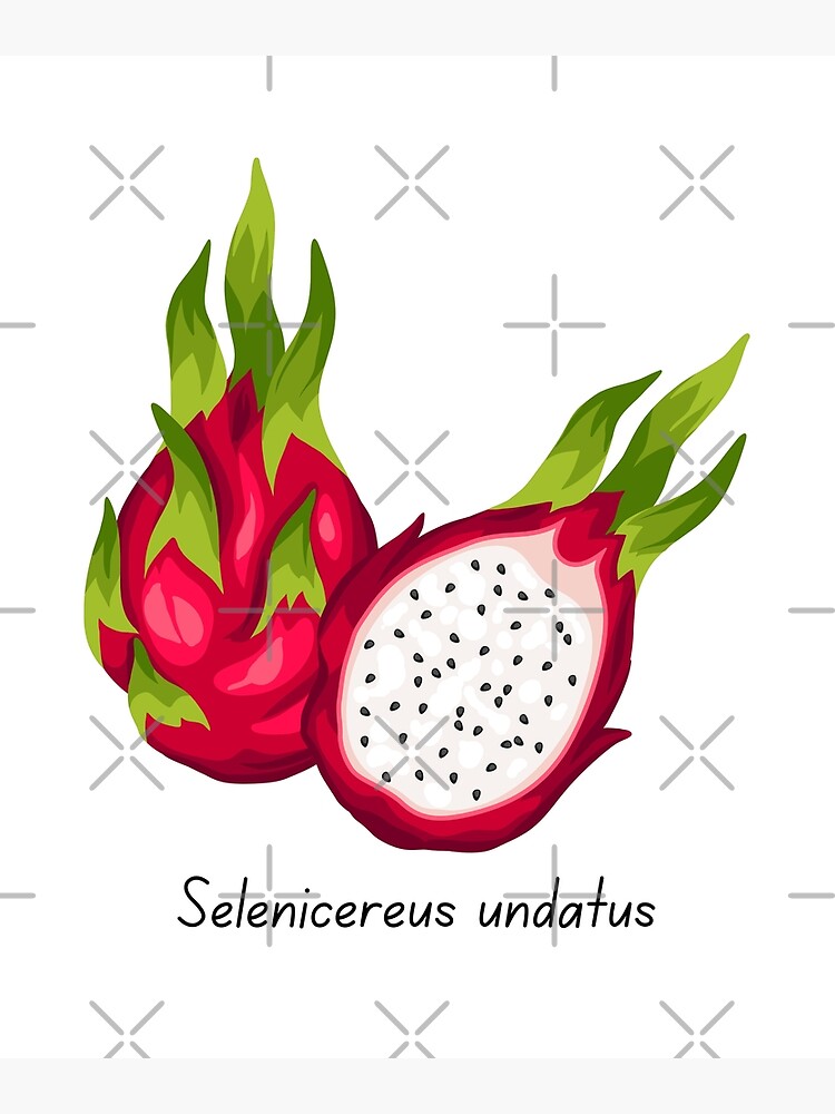 dragon-fruit-selenicereus-undatus-cute-dragon-fruit-with-scientific