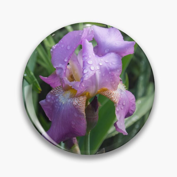 Item preview, Springtime Rainshower - Purple German Iris in Bloom designed and sold by Georgia Mizuleva.