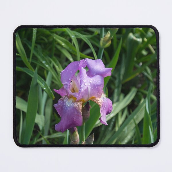 Item preview, Springtime Rainshower - Purple German Iris in Bloom designed and sold by Georgia Mizuleva.