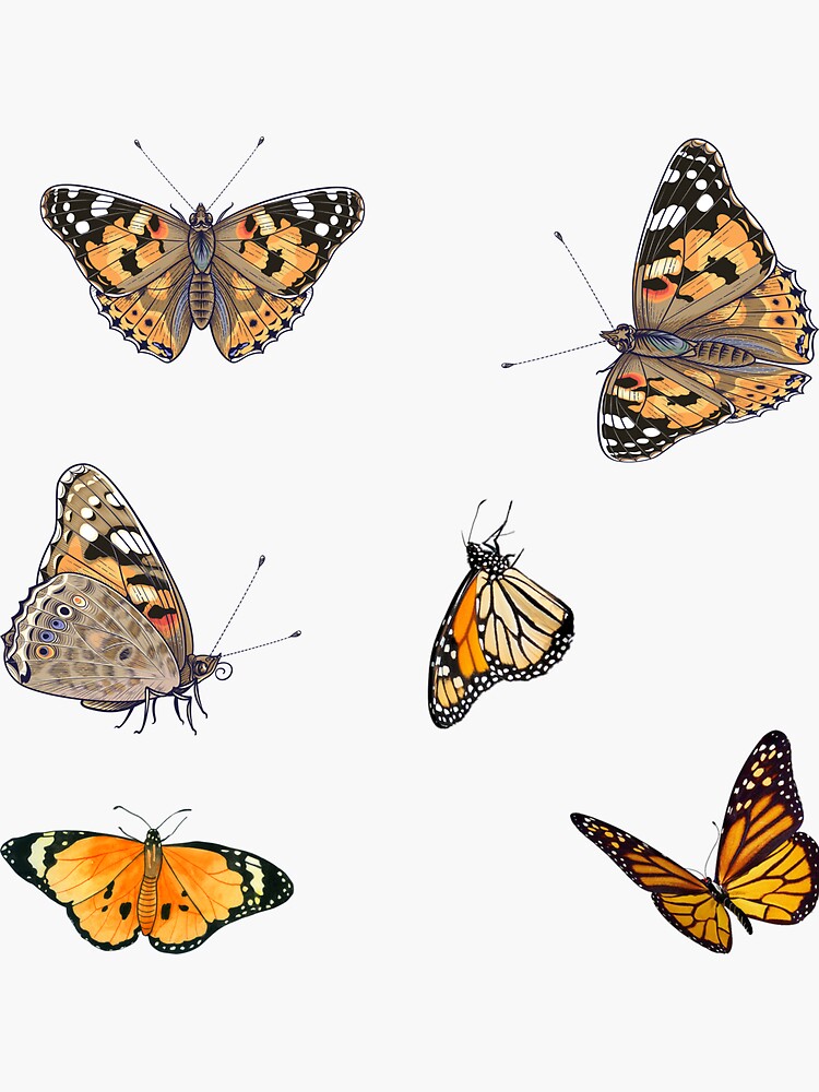 Painted Lady Butterfly Sticker