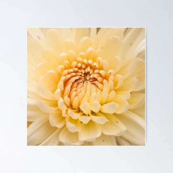 Item preview, Cream Chrysanthemum 2 designed and sold by Mass Monumentalist.